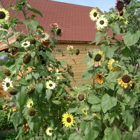 Słoneczniki ozdobne