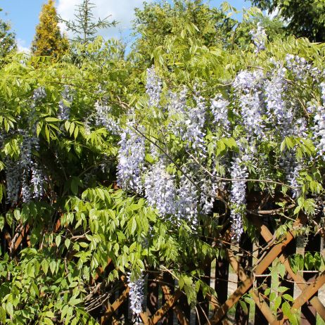 Zakątek z glicynią