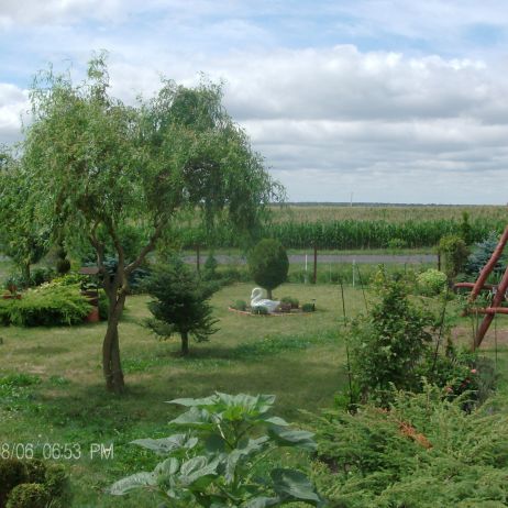 W CENTRUM OGRODU WIERZBA  MANDZURSKA