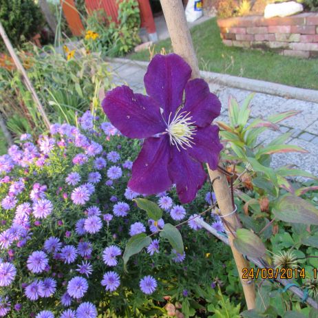 Jesienne marcinki...