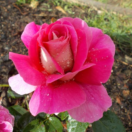 róża z kropelkami deszczu