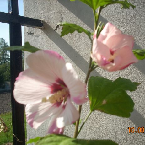 KETMIA wieloletnia HYBISCUS SYRIACUS