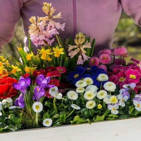 Do wyboru, do koloru! O tej porze roku mamy w handlu duży wybór pierwszych wiosennych kwiatów kwitnących w doniczkach. Można z nich przygotować wspaniałe kompozycje, które ożywią każde wnętrze, a także upiększą balkon lub taras (zdj. Fotolia.com). 