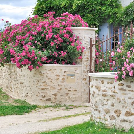 Jeśli przestrzeni przed furtką jest niewiele, warto zdecydować się na jedną, ale okazałą i efektowną roślinę. Różane krzewy przy bramkach wejściowych do domu wpisały się na stałe przede wszystkim w pejzaż ogrodów romantycznych (zdj. Fotolia.com).