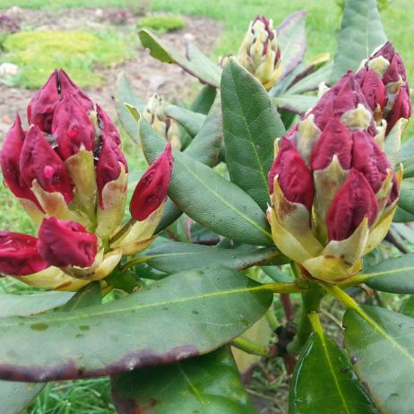 Rododendron