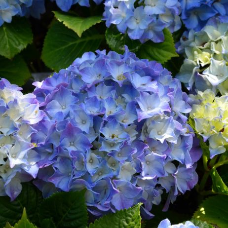 Zdecydowanie najpopularniejsze hortensje to te o niebieskim zabarwieniu kwiatów (zdj.: fotolia.com)