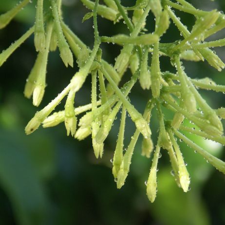 Cestrum Nocturnum - rzadki krzew, pochodzący z Ameryki Środkowej (zdj.: Fotolia.com)