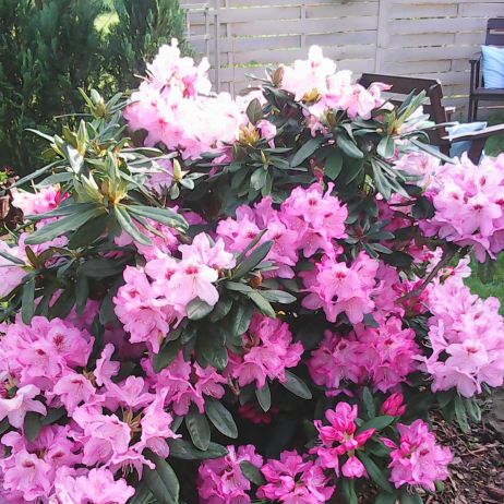 Rododendron