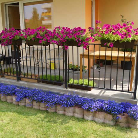 surfinie i lobelie ( widać skrzynki z koperkiem )