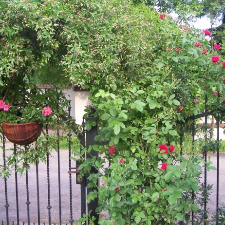 obwojnik grecki,róża pnąca stanowią doskonałe obramowanie furtki prowadzącej na posesję