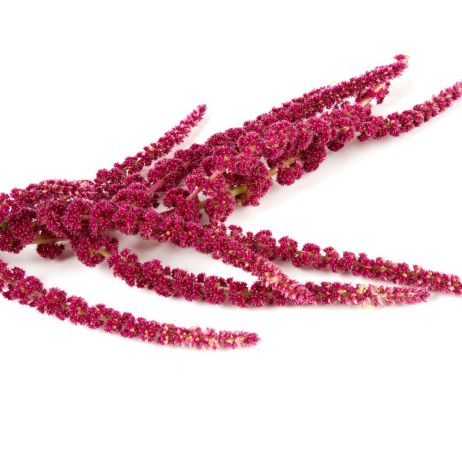 Amarantus (zdj.: Fotolia.com)