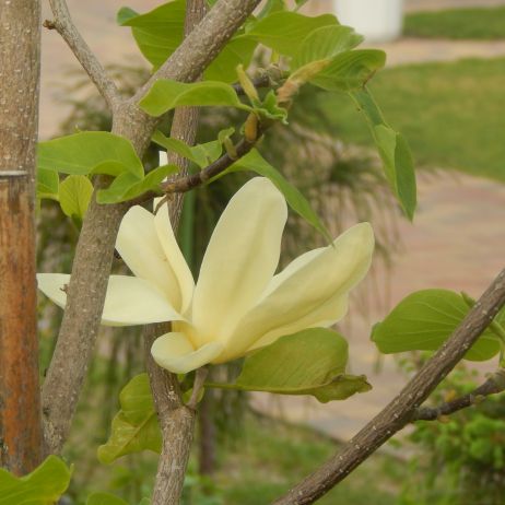 Magnolia piękna jak wiosna