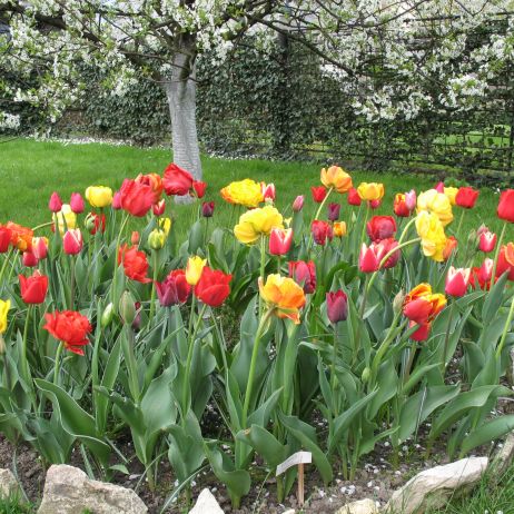 Moje tulipany mix kolorów i gatunków [1]