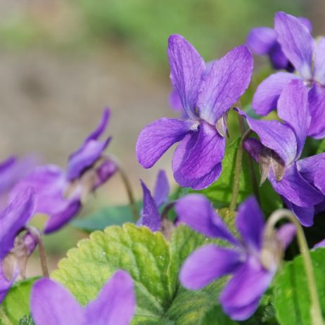 Fiołek wonny (Viola odorata) (zdj.: Fotolia.com)