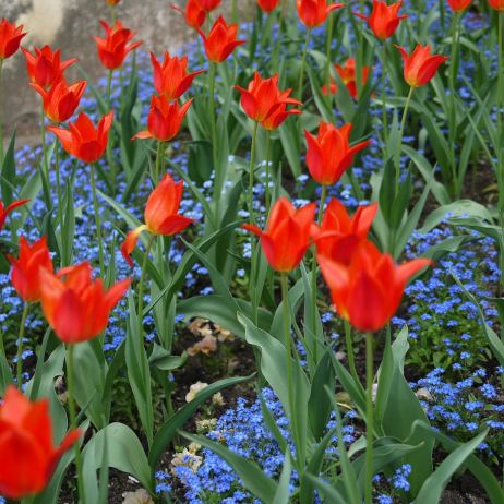 Tulipany na doskonale zaaranżowanej rabacie (zdj.: Fotolia.com)