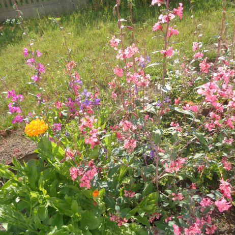 Wspaniałe jednoroczne. 