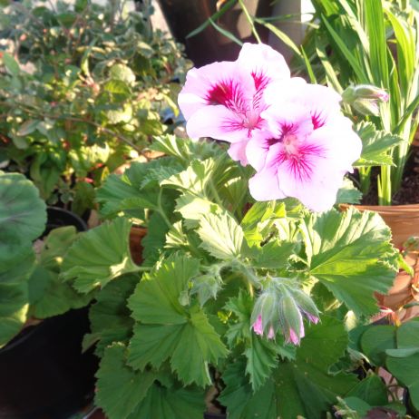 Wspaniałe pelargonie. 