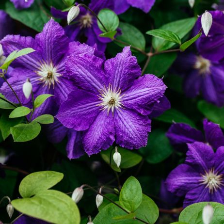 Powojnik Clematis (zdj.: Fotolia.com)