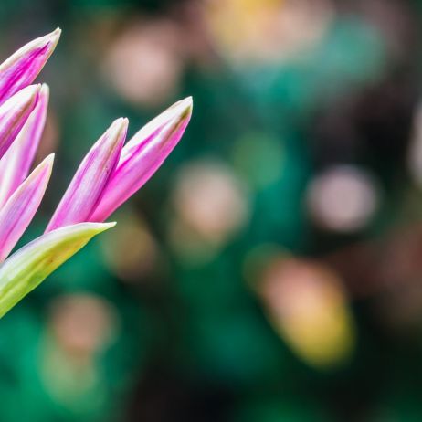 Nerine bowdenii tuż przed zakwitnięciem (zdj.: Fotolia.com)