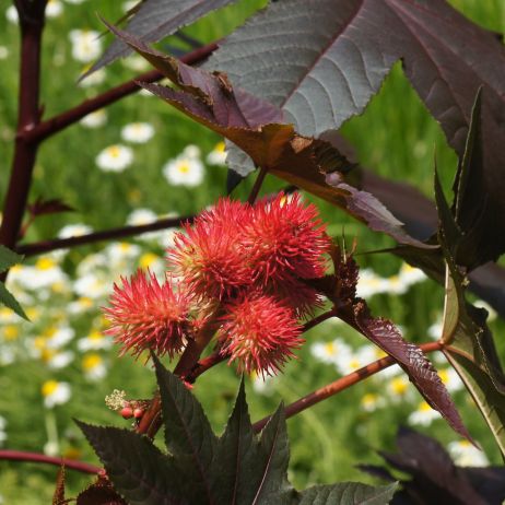 Rącznik pospolity Ricinus communis (zdj.: Fotolia.com)