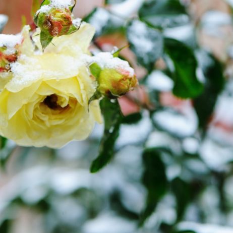 Róża ogrodowa przykryta śniegiem (zdj.: Fotolia.com)