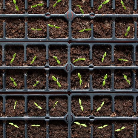 Rozsada pomidorów (zdj.: Fotolia.com)