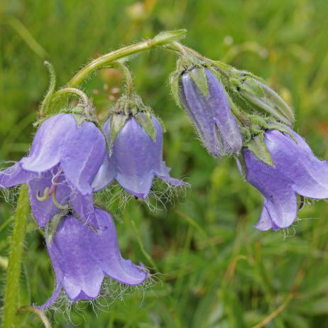 Dzwonek brodaty Campanula barbata (zdj.: Fotolia.com)