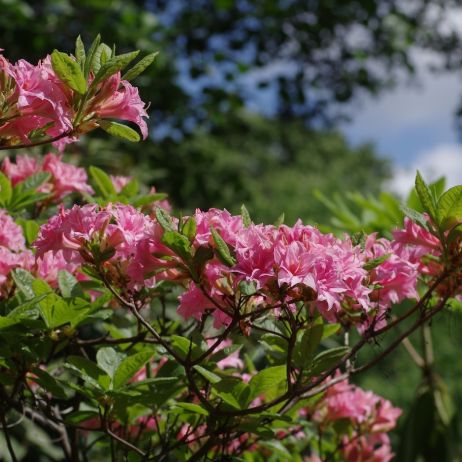 Kwitnące azalie nie mają sobie równych na letnich rabatach (zdj.: Fotolia.com)
