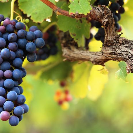 Odpowiednie przycinanie pędów winogrona to jeden z podstawowych zabiegów poprawiających rozwój owoców (zdj.: Fotolia.com)