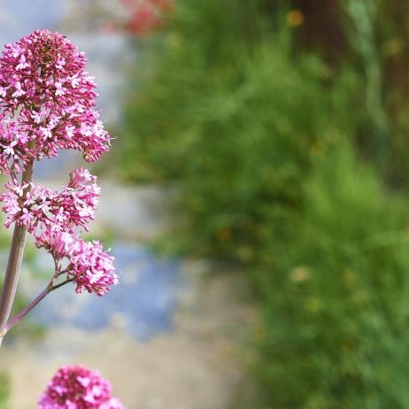 Ostrogowiec Centranthus (zdj.: Fotolia.com)