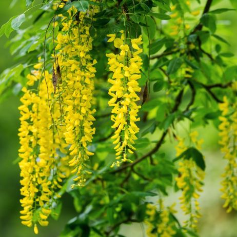 Złotokap Laburnum (zdj.: Fotolia.com)