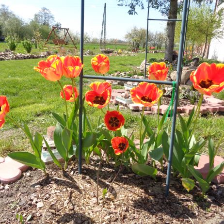 Urocze tulipany