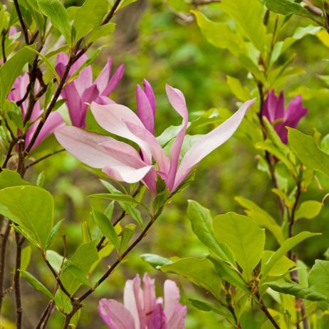 Wyjątkowe kwiaty magnolii (zdj.: Fotolia.com)