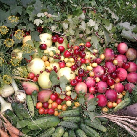 Moje cudowne zbiory z ogrodu warzywnego i sadu.