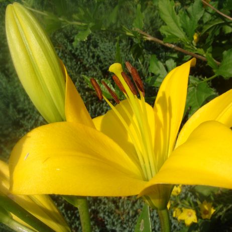 Piękna lilia, o słonecznym kolorze