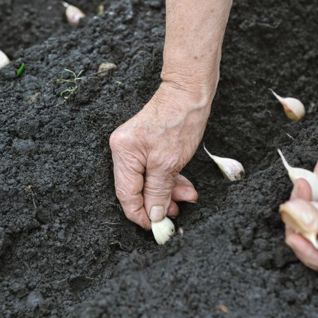 Sadzenie ząbków czosnku do gruntu (zdj.: Fotolia.com)