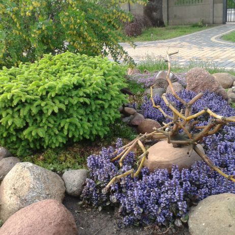 Wiosna wonna i radosna nawet na skalniaku.