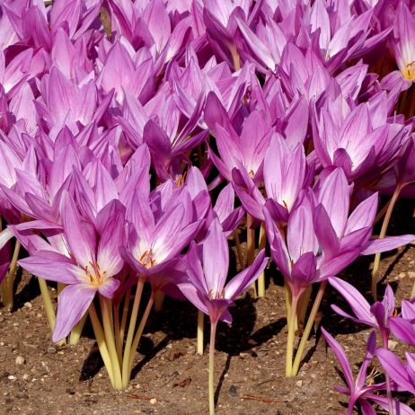 Zimowit Colchicum (zdj.: Fotolia.com)