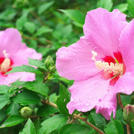 ketmia syryjska Hibiscus syriacus (zdj.: Fotolia.com)