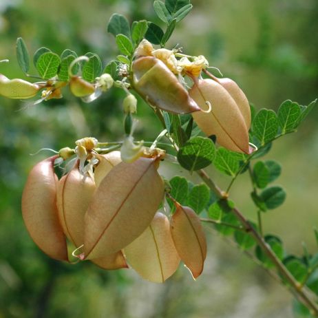 Moszenka południowa Colutea arborescens (zdj.: Fotolia.com)