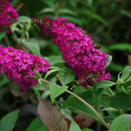 Buddleja davidii w odmianie miss ruby (zdj.: Fotolia.com)