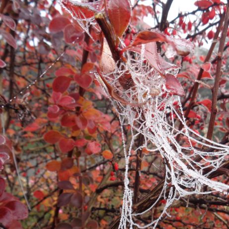 Jesienny zamarznięty szron na pajęczynie