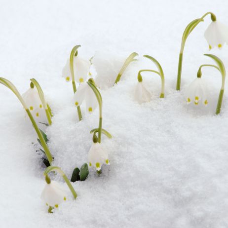 Śnieżyca wiosenna Leucojum vernum (zdj.: Fotolia.com)