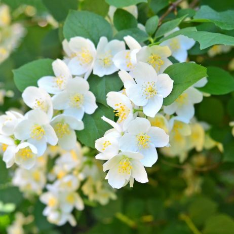 Jaśminowiec wonny Philadelphus coronarius (zdj.: Fotolia.com)