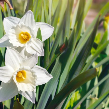 Narcyzy Narcissus (zdj.: Fotolia.com)