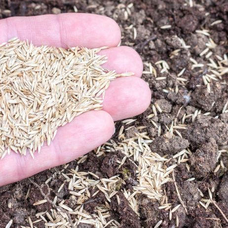 Trawę należy siać bardzo obficie - nawet po 30-40 gramów nasion na 1m² ziemi (zdj.: Fotolia.com)