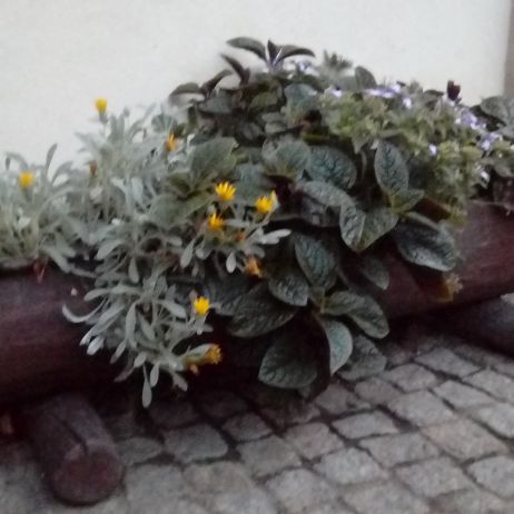 donica z pnia