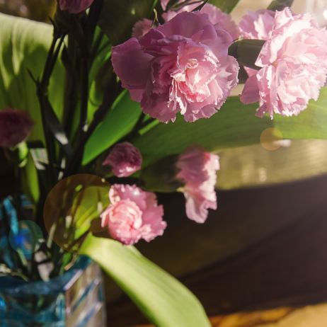 Goździki są cenionymi kwiatami bukietowymi ze względu na swoją żywotność, w wazonie potrafią wytrzymać nawet do dwóch tygodni (zdj.: Fotolia.com)