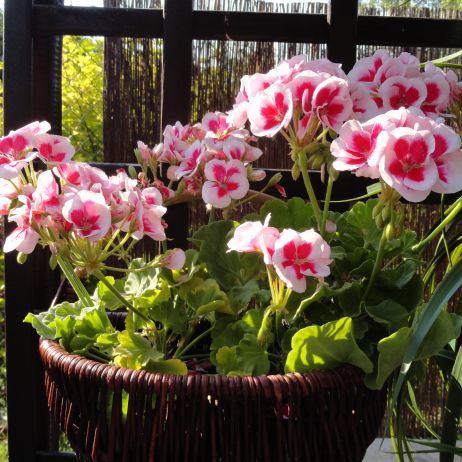 Pelargonie zdobią wiklinowe koszyczki