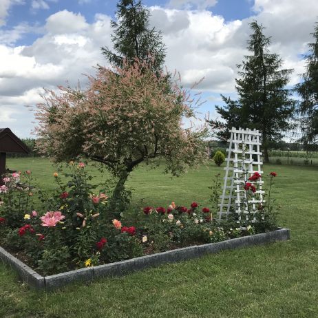 Różana rabata i wierzba 